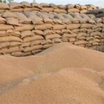FCI’s wheat purchase up 30% over last year
